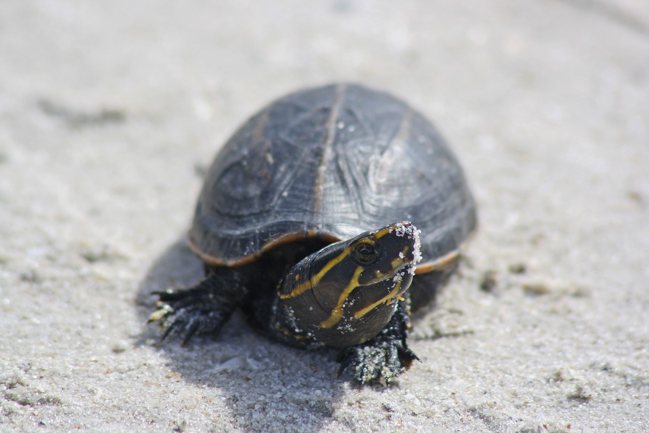 Prosecutors say John Kreatsoulas captured three-stripe mud turtles and Florida mud turtles to illegally ship across the globe.